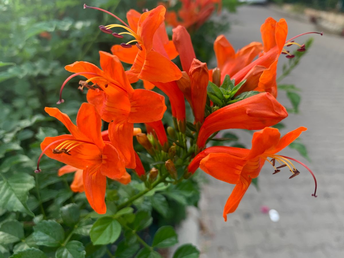 A close-up of vibrant orange flowers of Cape Honeysuckle.