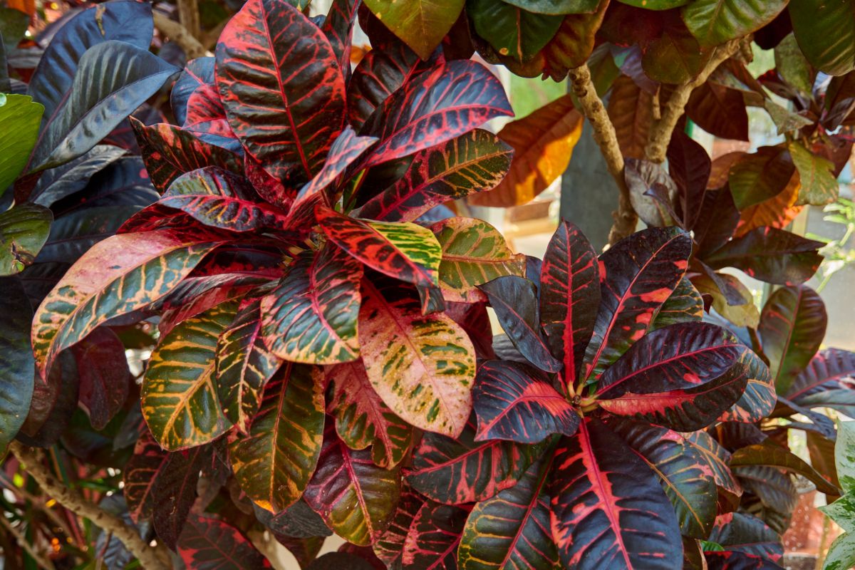 Croton plant with beautiful colorful leaves.