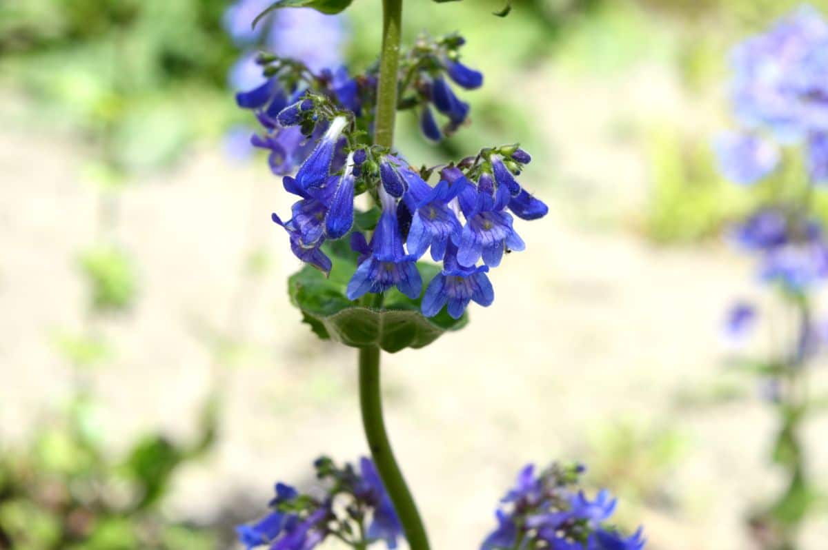 A close-up of a blue blooming Penstemon 'Electric Blue'.
