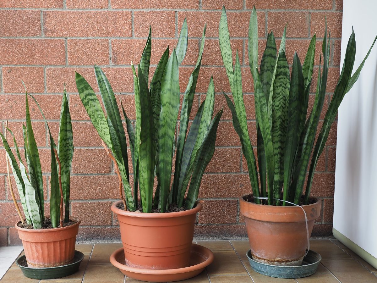 Three Snake Plants growing in brown pots on a floor.