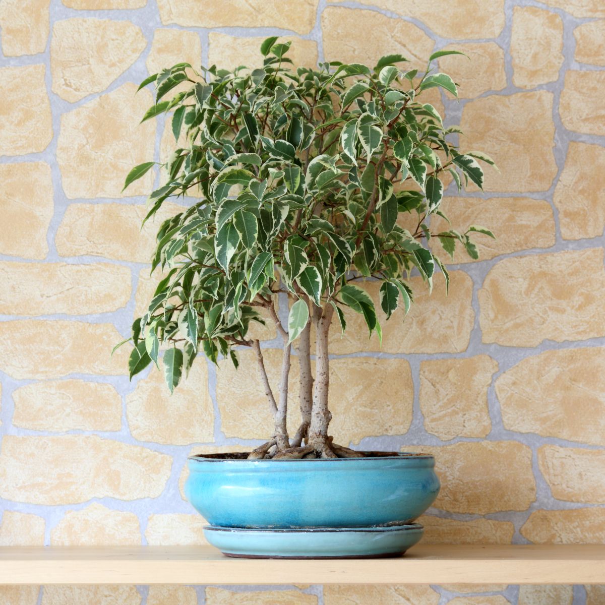 Tall Weeping Fig growing in a blue pot on a wooden shelf.