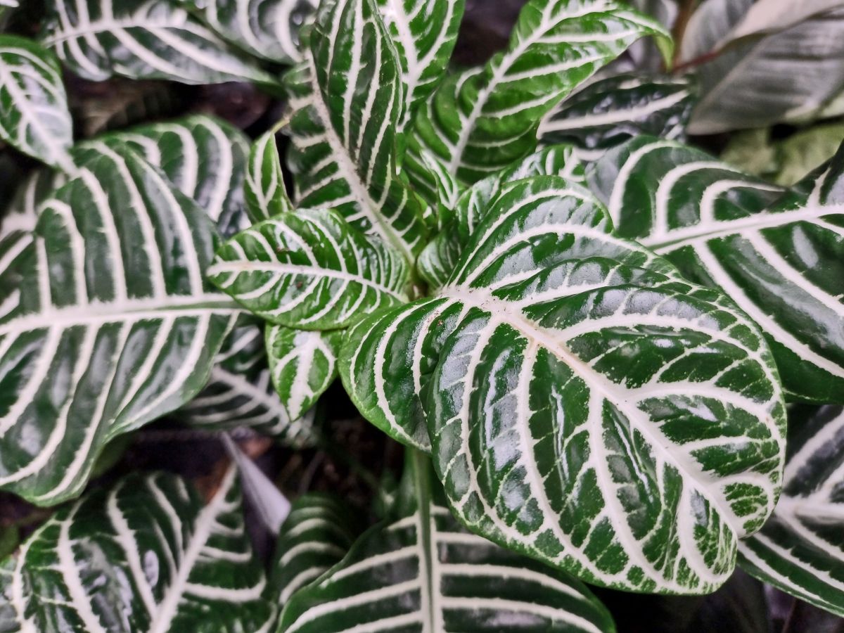 A close-up of the striped leaves of a Zebra Plant.
