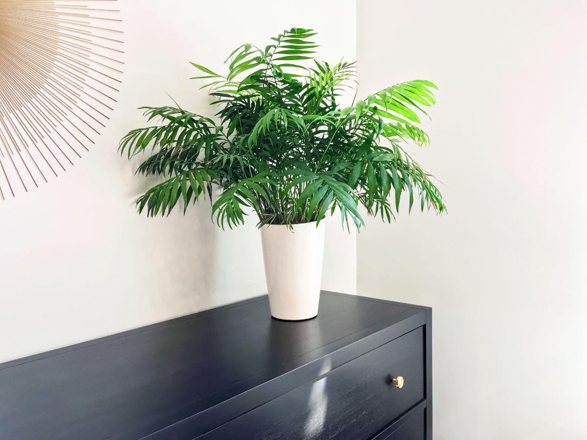 Parlor Palm growing in a white pot on a piece of black furniture.