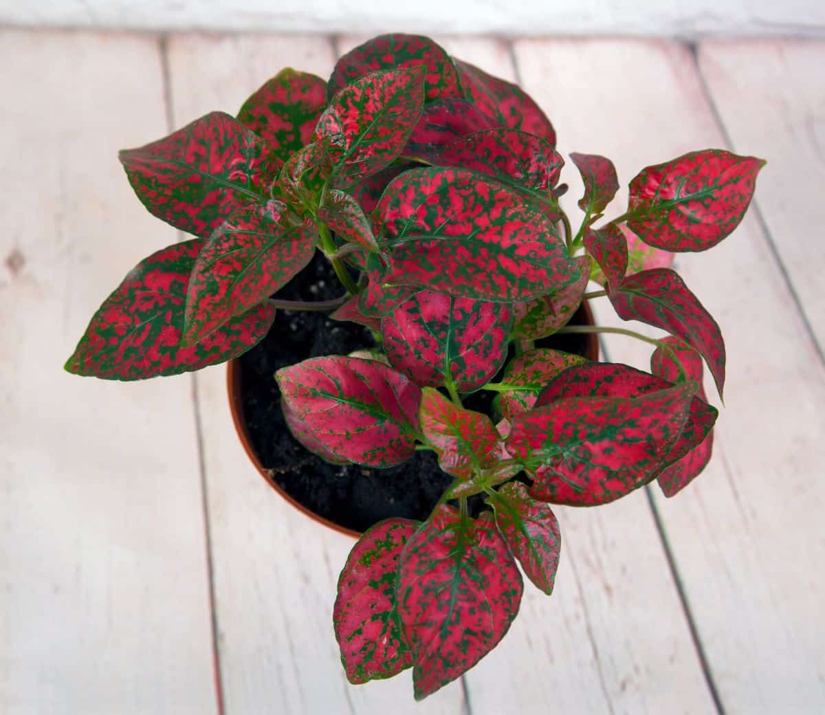 Polka Dot Plant with beautiful green-red leaves growing in a pot.