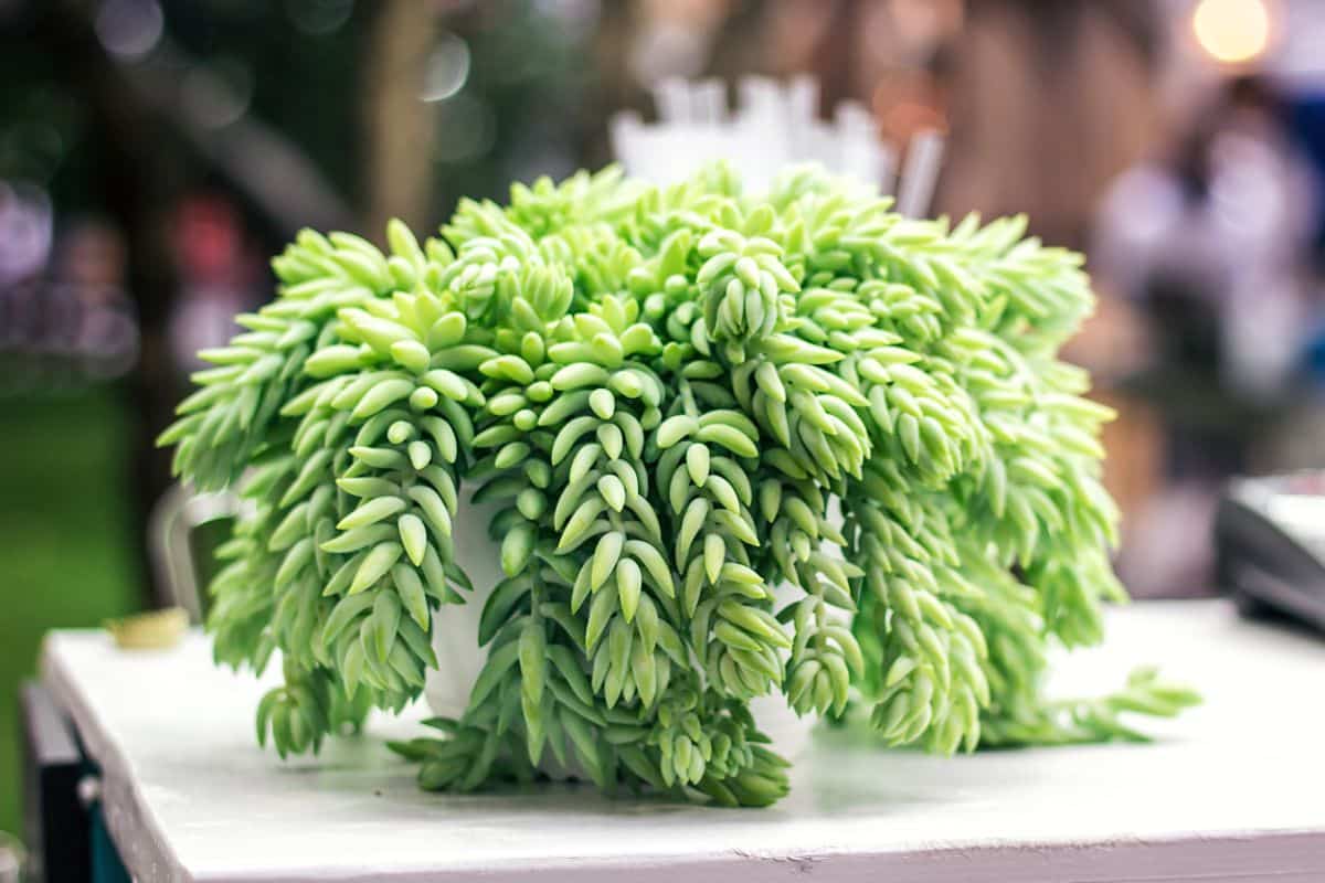 Burro's Tail growing in a white pot on a table.