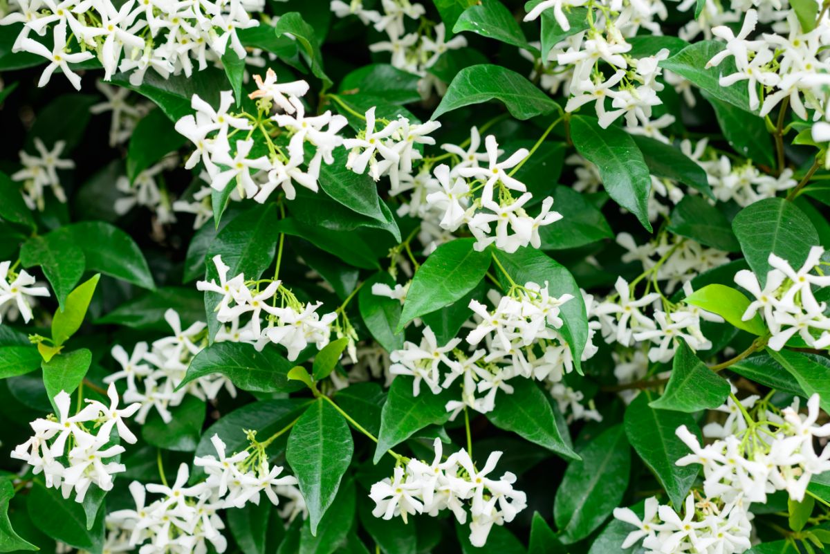 Star Jasmine with white flowers.