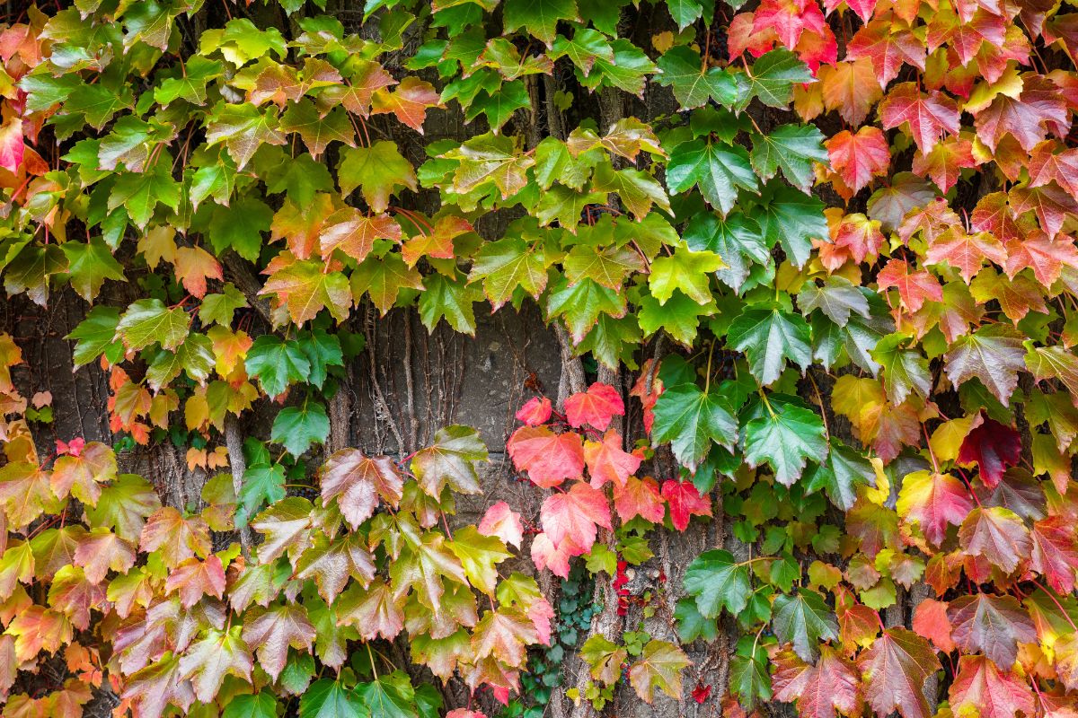 Colorful leaves of Boston Ivy growing on a wall.