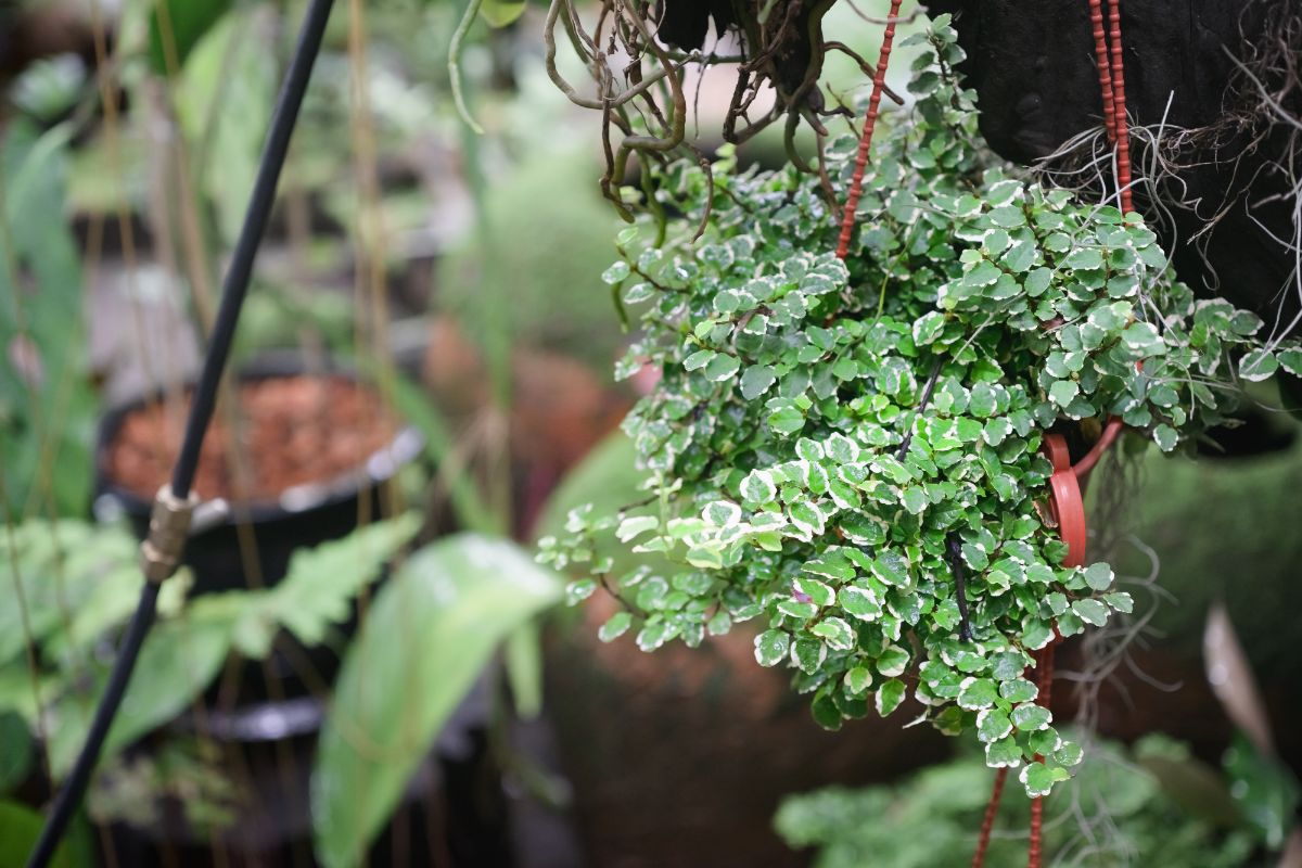 A Creeping Fig growing in a hanging pot.