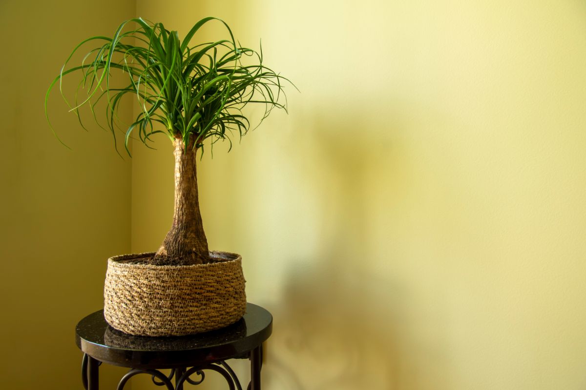 Tall Ponytail Palm growing in a basket on a small black table.