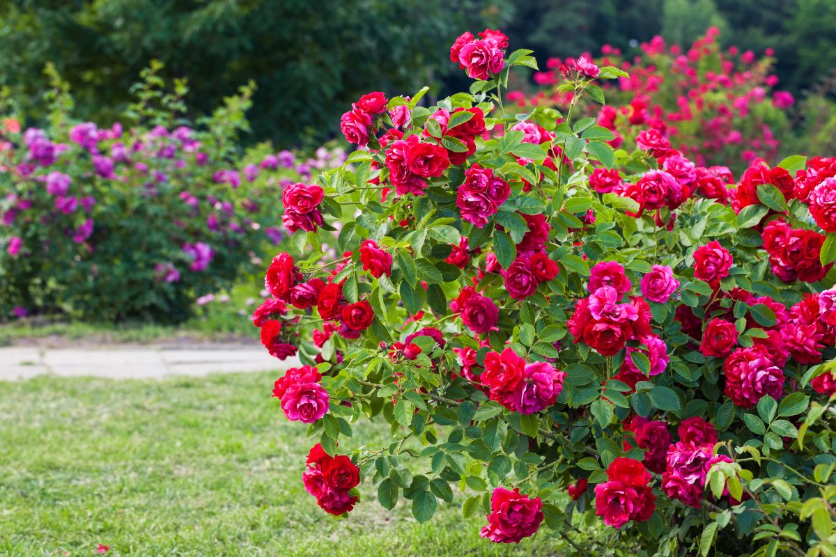 A Rose shrub with beautiful red flowers.