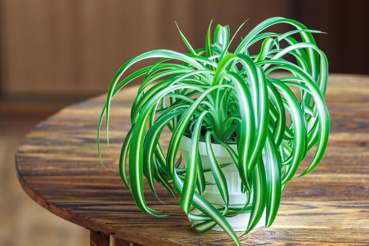 Long-leaved Spider Plant in a white pot on a wooden table.