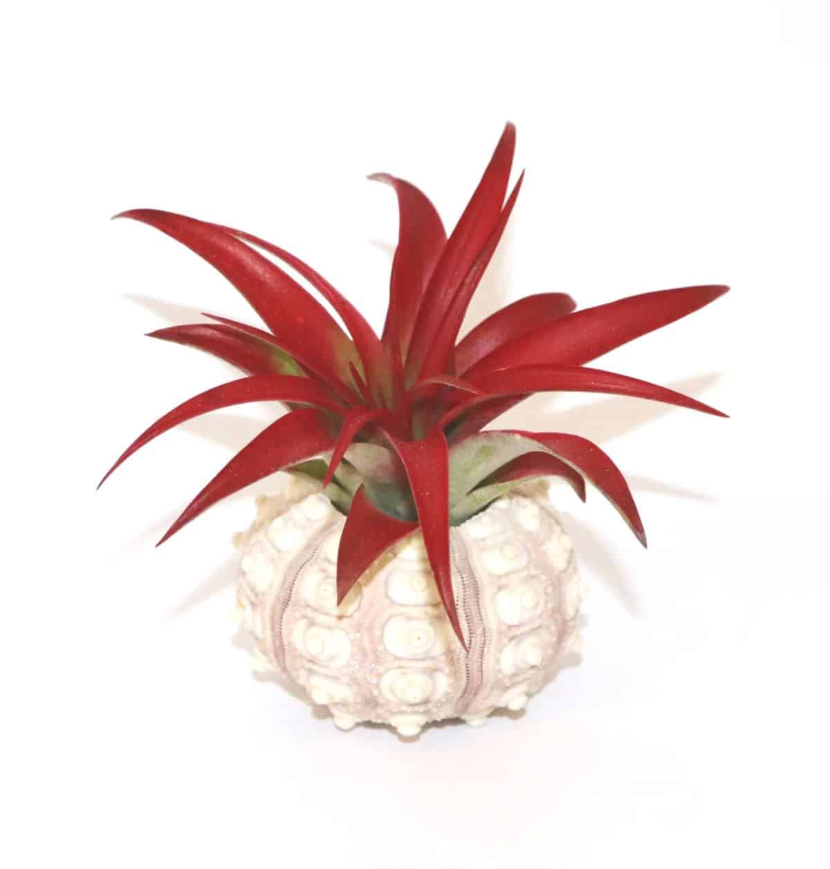 Red Air Plant in a shell pot.