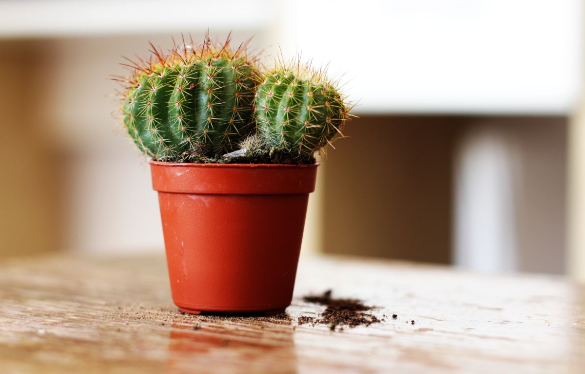 A small Cactus in a red pot on a table.