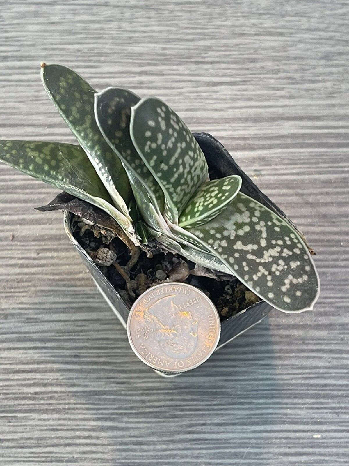 Gasteria Obliqua growing in a pot with a coin.