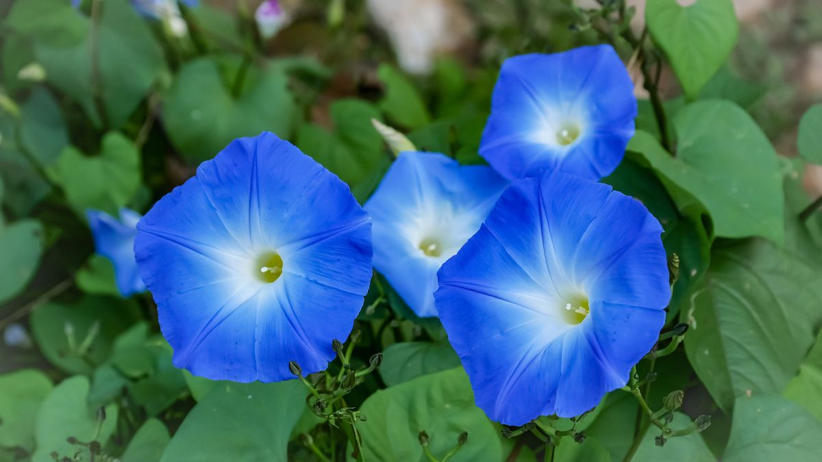 Fours blue flowers of Heavenly Blue.