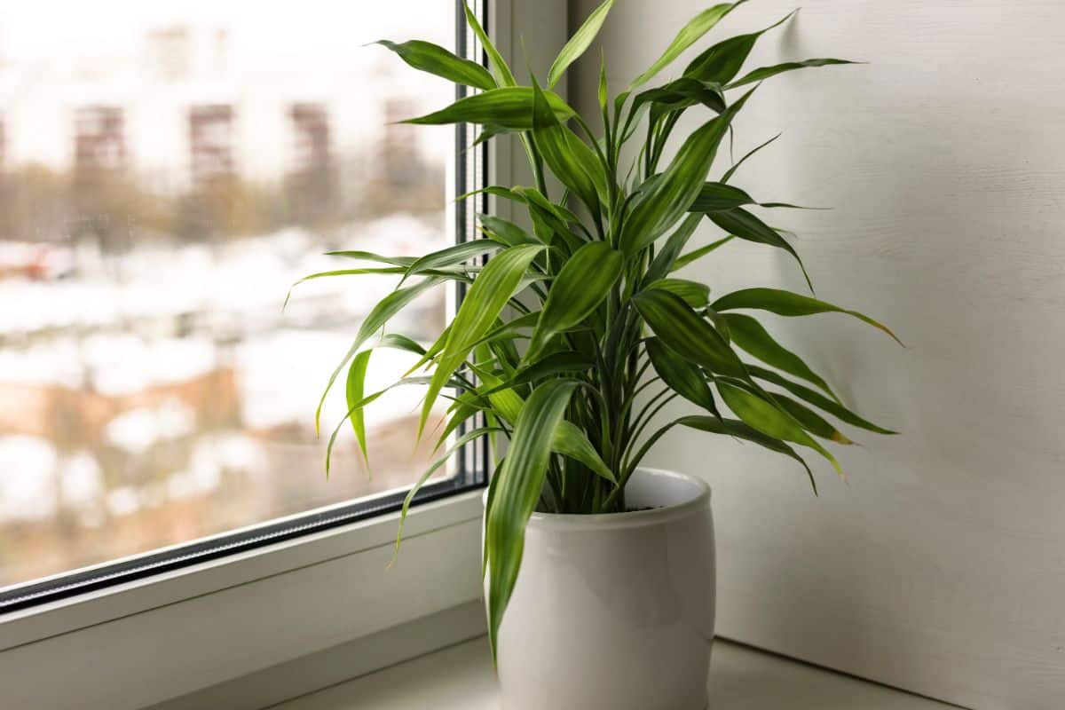 A Lucky Bamboo growing in a white pot on a windowsill.
