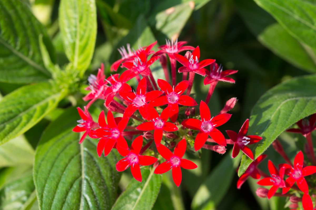 A close-up of a cluster of red flowers of Pentas 