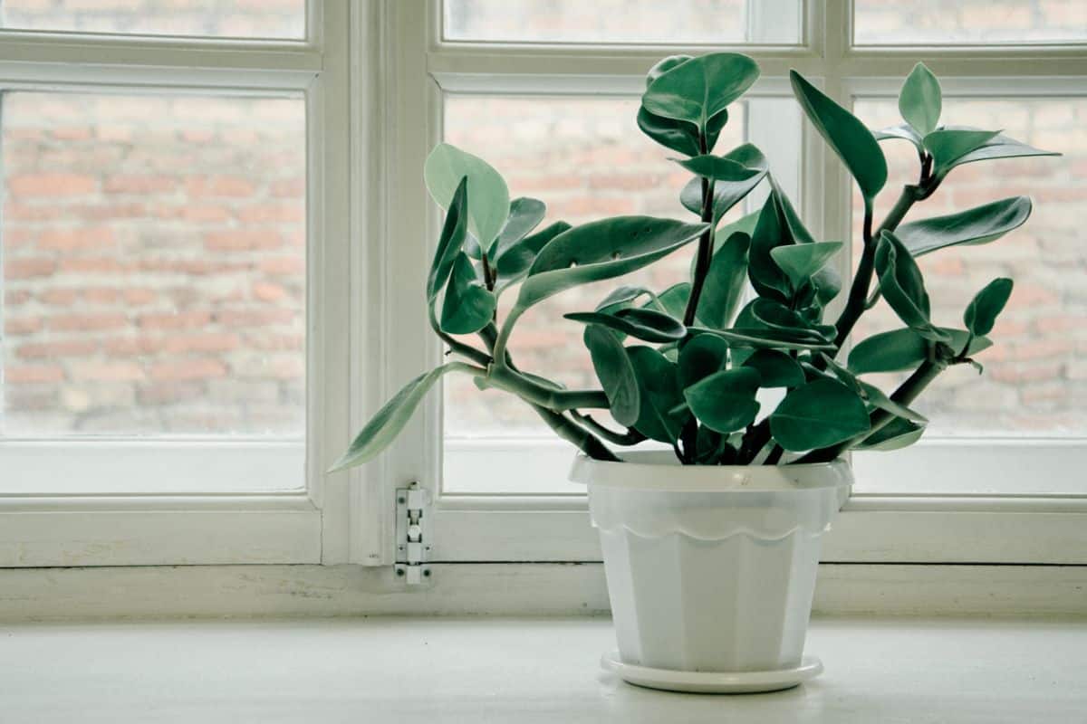 Thick-leaved Peperomia growing in a white pot on a windowsill.