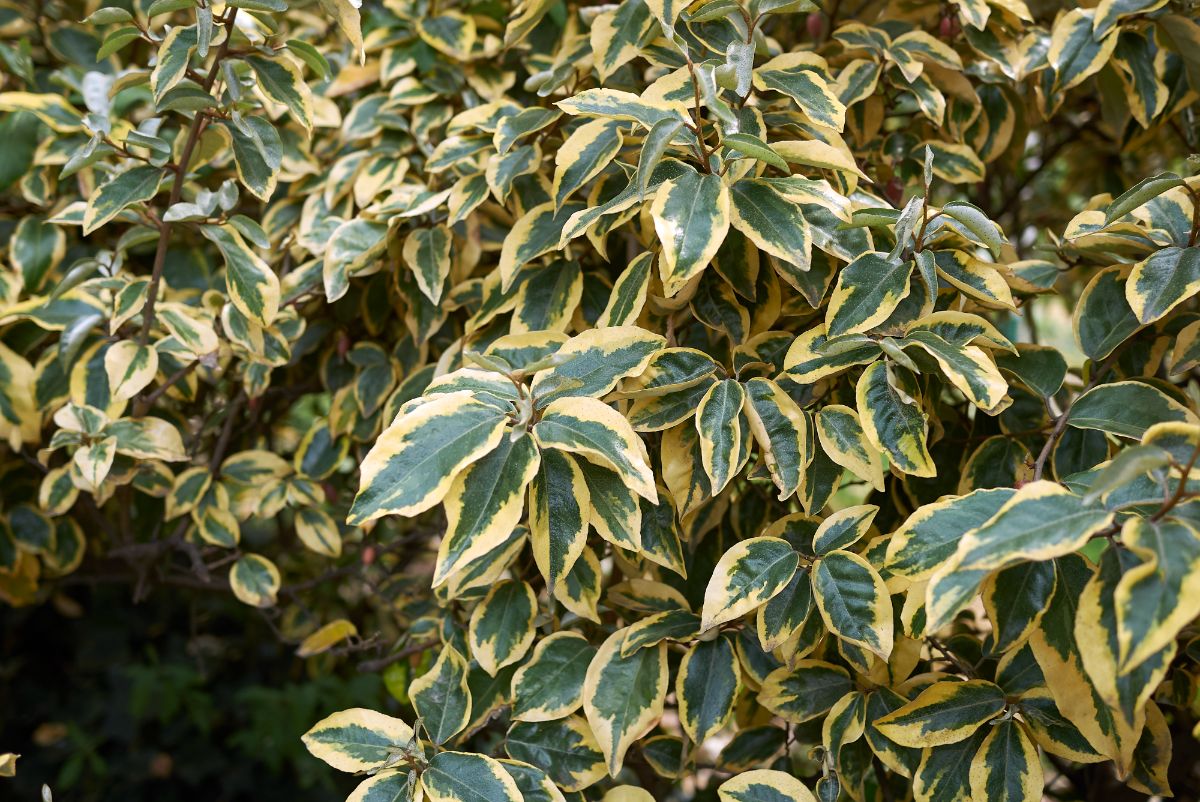A Silverthorn shrub wit variated leaves.