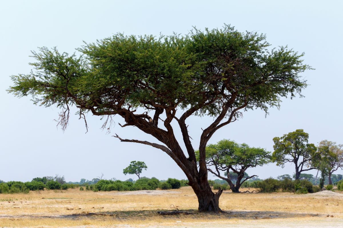 The acacia tree is growing in the savannah.