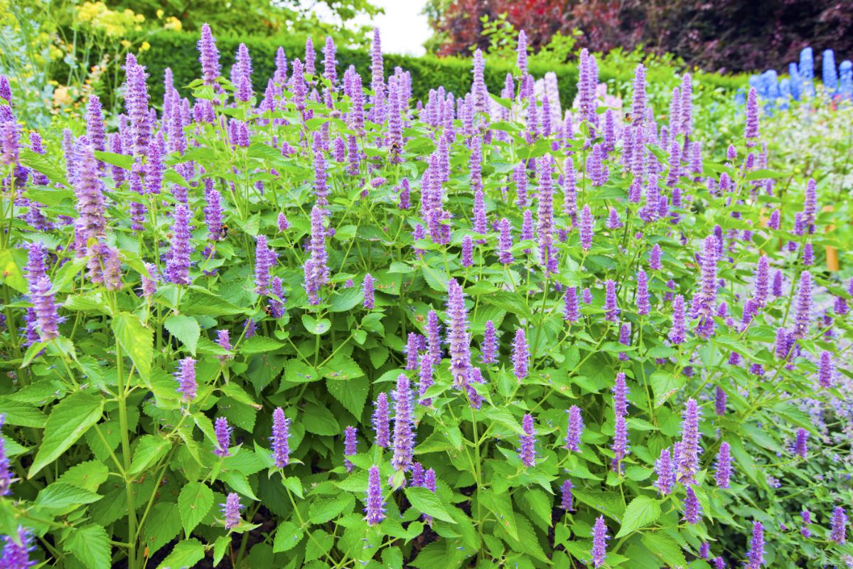Anise Hyssop with purple blooming stalk-like flowers.