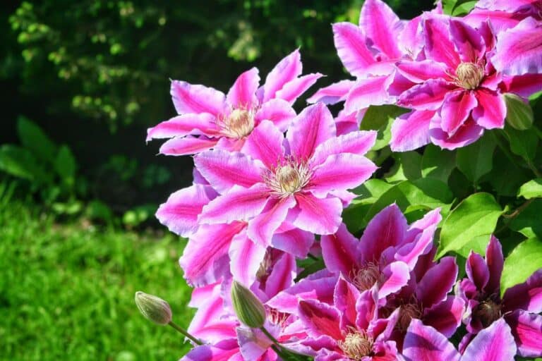 30 Climbing Plants with Flowers (Long Blooming)