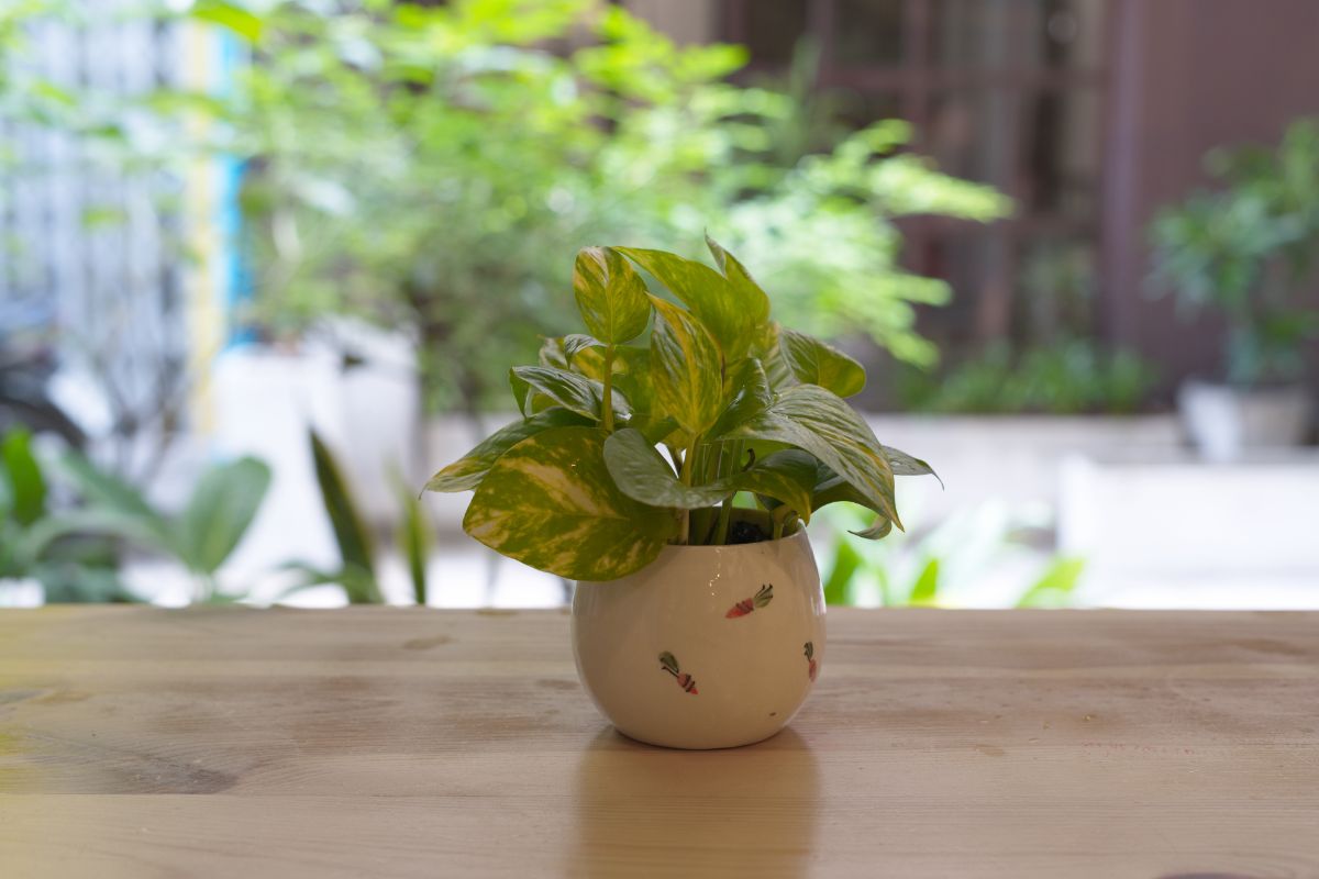 Young Photos are growing in a small pot on a table.