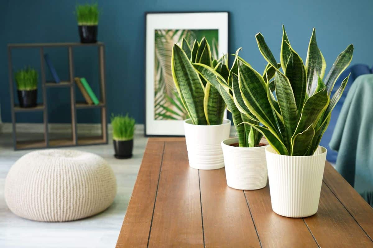 Three snake plants grow in pots on a table.