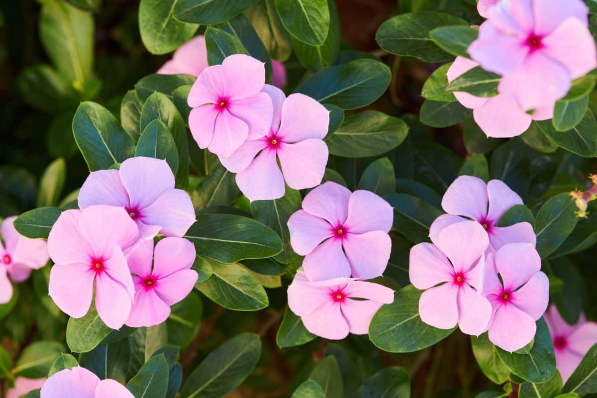 A close-up of pink blooming Annual Vinca.