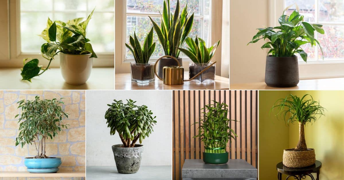 20 Best Plants For Home Office (Names And Photos) facebook image.