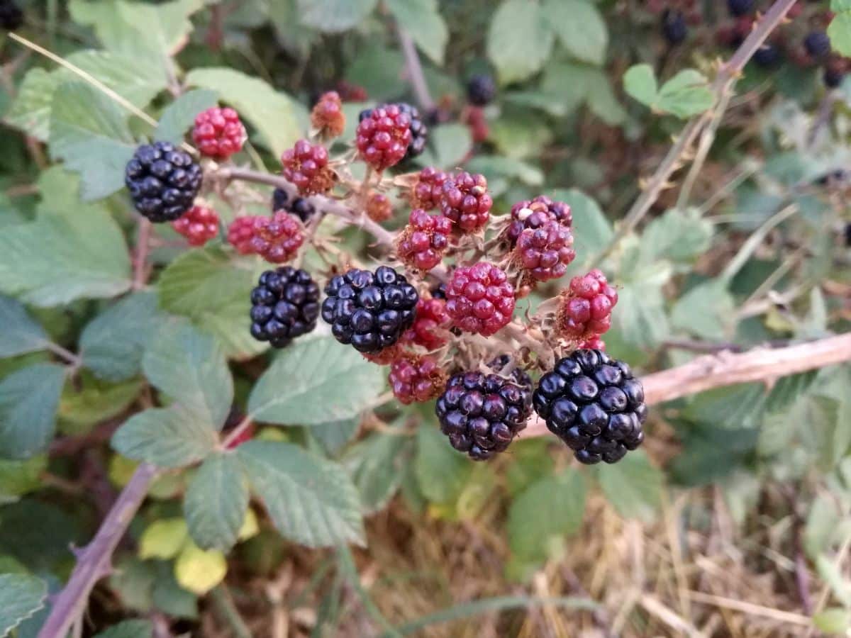 A Brambles branch with ripe and unripe fruits.