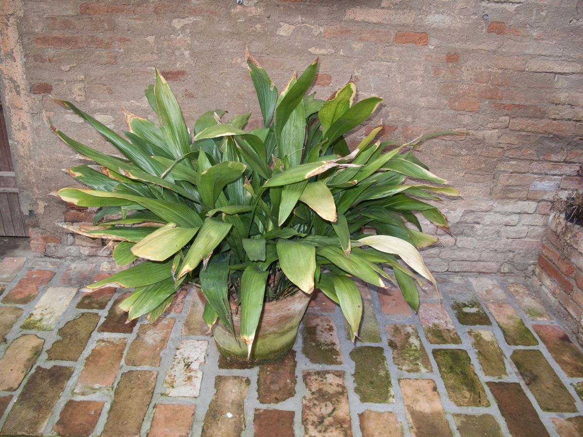 Big-leaved Cast Iron Plant growing in a pot on a floor.
