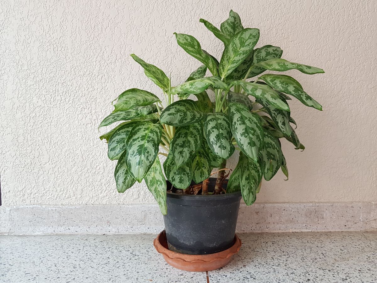 A Chinese Evergreen growing in a black pot on the floor.