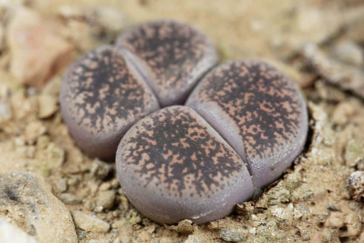 A close-up of Lithops growing in soil.