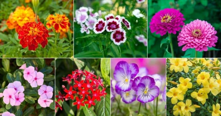 20 Most Beautiful Flowers That Last a Year (Long Blooming)