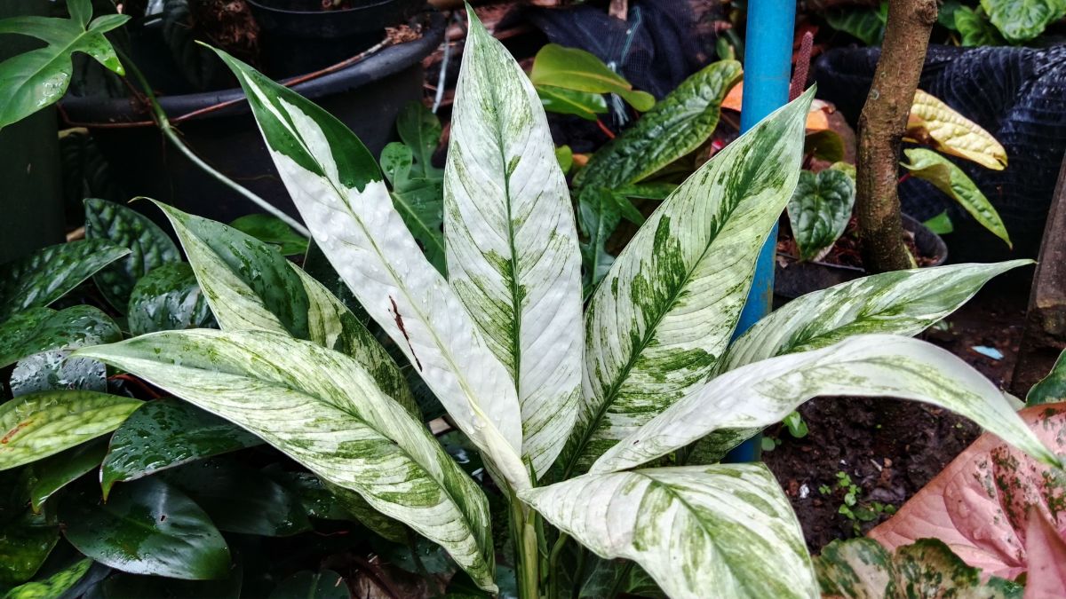 Beautiful striped leaves of a Picasso 'Peace lily.'.