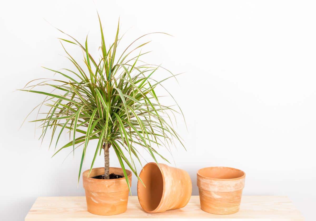 A Dragon Tree growing in a pot next to two empty pots on a table.