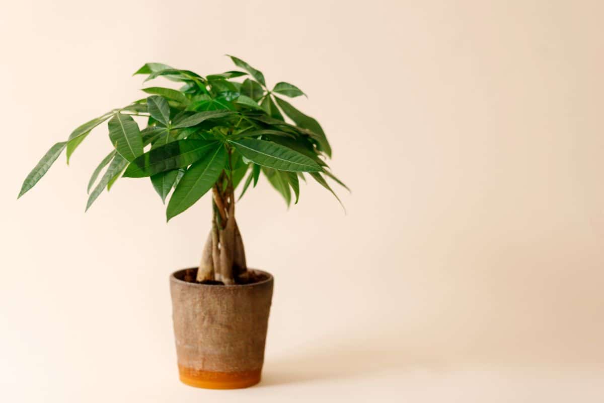 Money Tree Plant growing in a wooden pot.