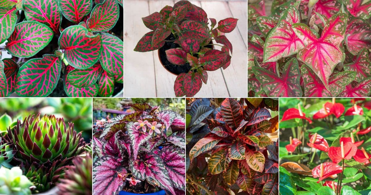 23 Houseplants With Green And Red Leaves facebook image.