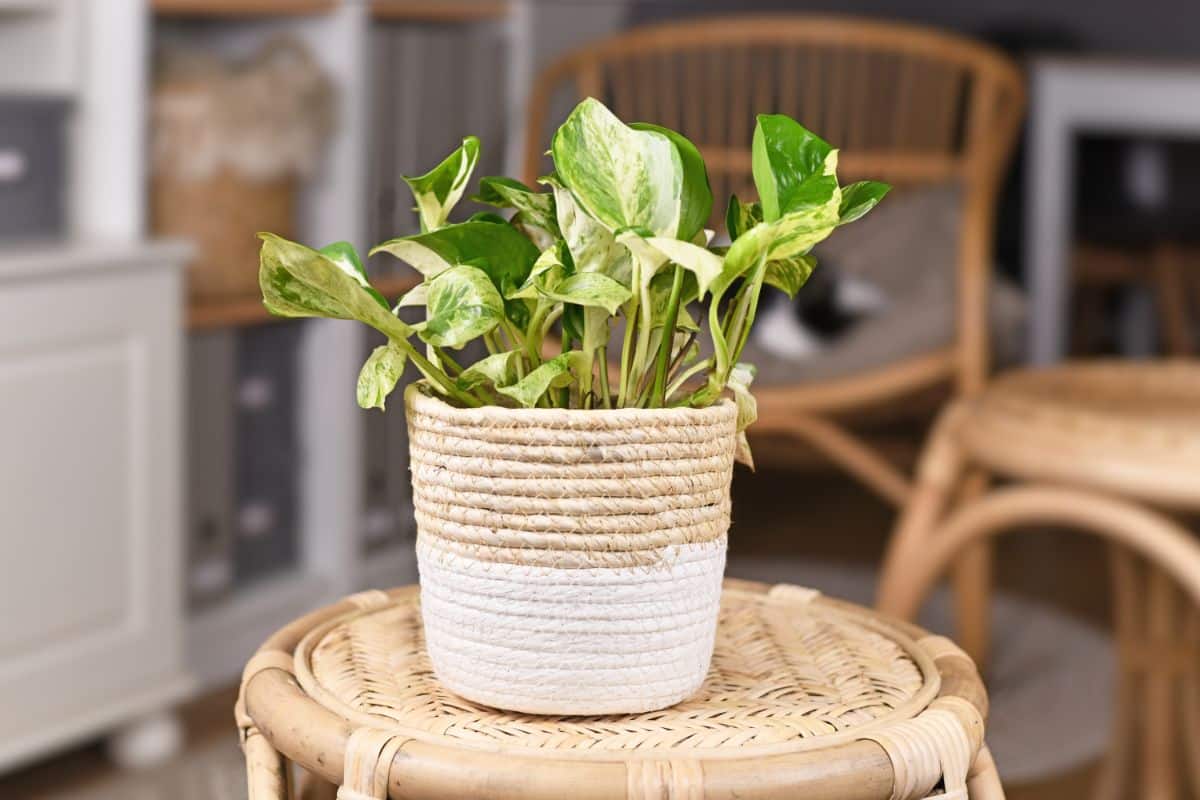 A beautiful Manjula Pothos growing in a basket on a small stool.