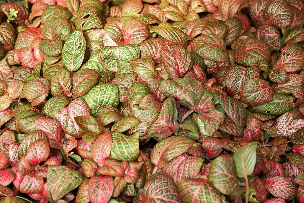 'Juanita' Mosaic Plant with beautiful colorful foliage.