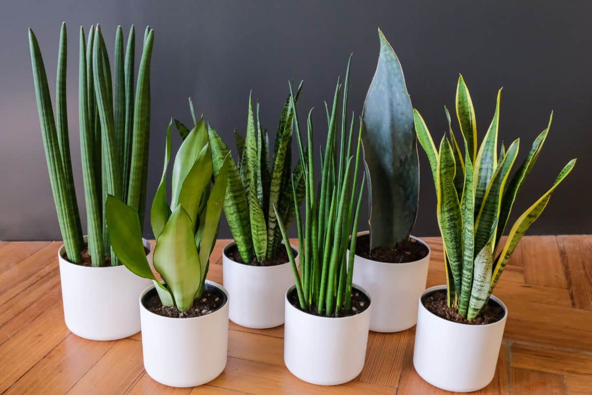 Different types of Sansevierias grow white pots on the floor.