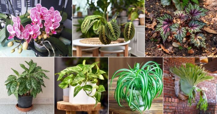 25 Indoor Plants That Like Shade (With Pics and Names)