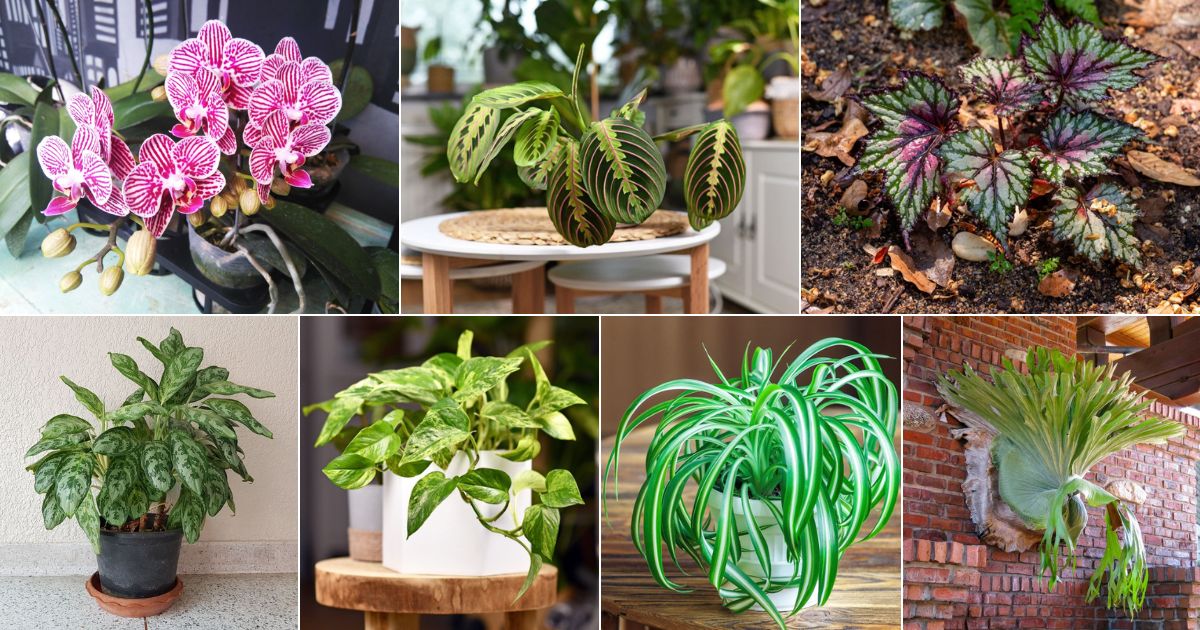 25 Indoor Plants That Like Shade (With Pics and Names) facebook image.