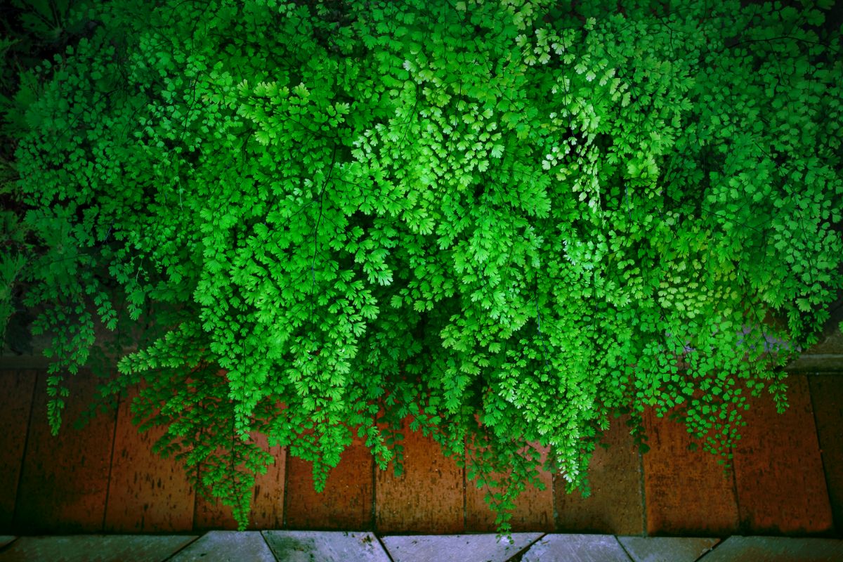 Maidenhair Fern growing in a wooden fence.