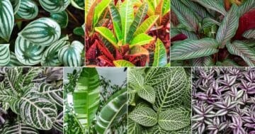25 Plants With Naturally Striped Leaves (With Photos)