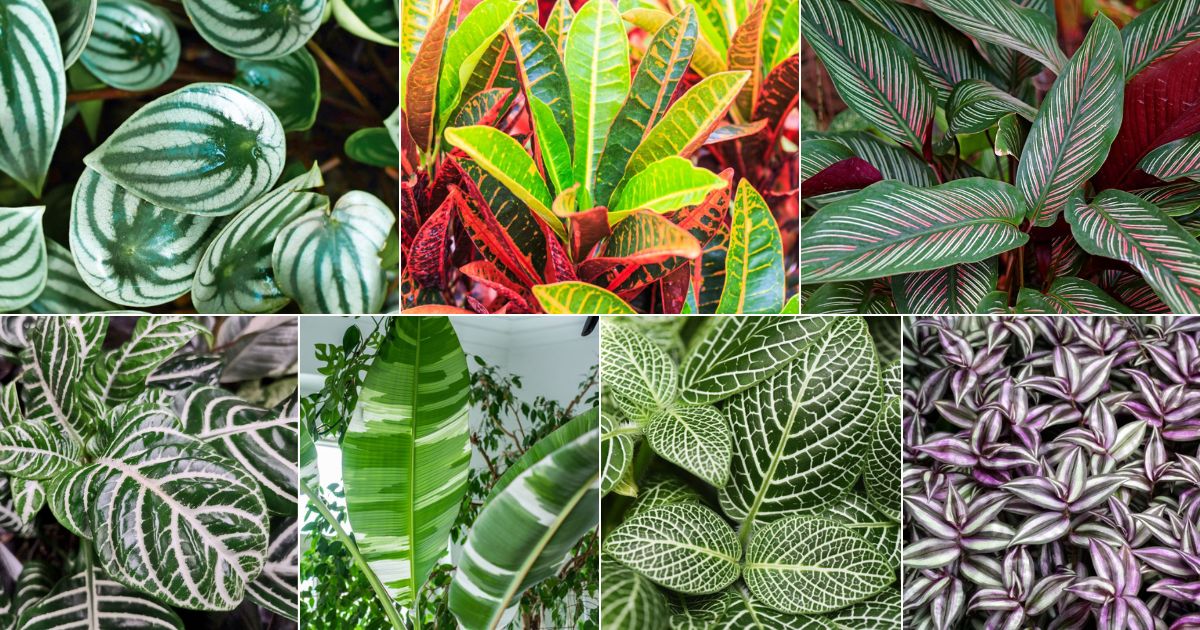 25 Plants With Naturally Striped Leaves (With Photos) facebook image.