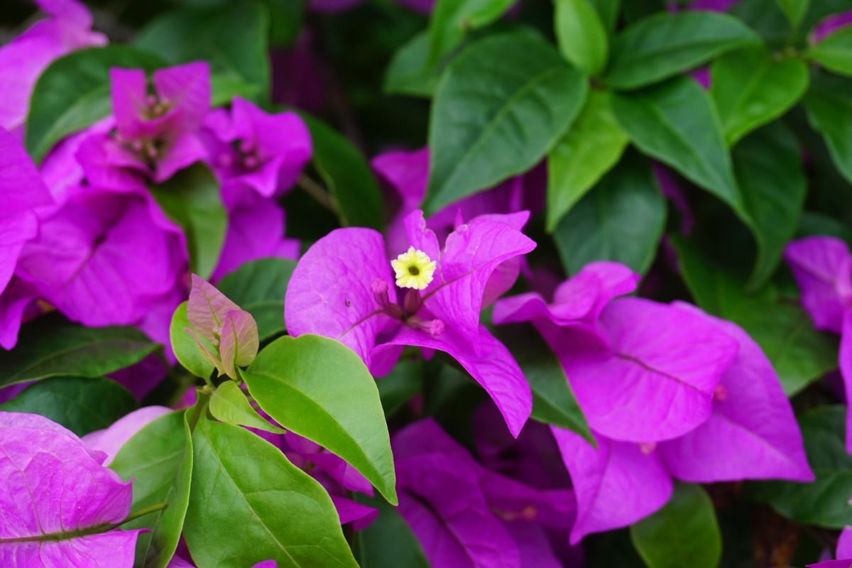 Vibrant purple flowers of a Bougainvillea.