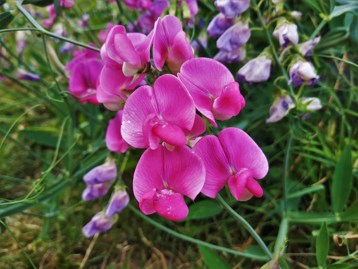 Vibrant pink flowers of Perennial Sweet Pea.