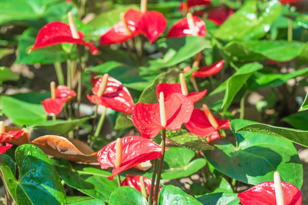 Beautiful green and red leaves of Anthurium  on a sunny day.